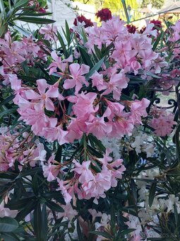 Ružový oleander 2ks - 110/120 cm - 2