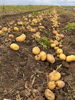 Predam konzumne zemiaky - 2