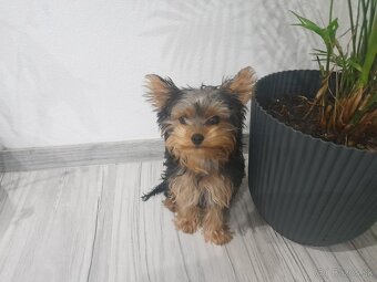 Yorkshire teriér mini - 2