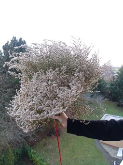 Sušena statica biela na vence 1kytica/8€ - 2