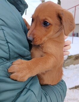 Darujem šteniatka - 2