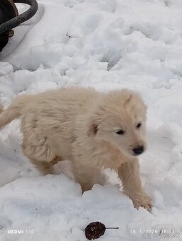 Zlatý retriever - 2