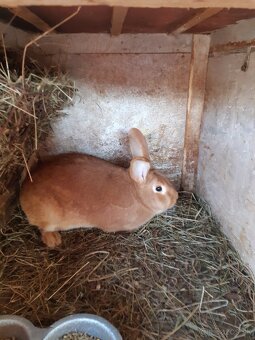 Burgundský králik-samice - 2