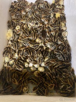 Násadové vajíčka - 2