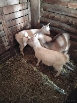 Predám  kozľatá. - 2