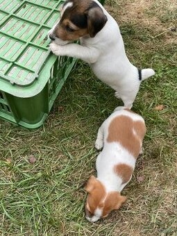 Jack Russel terier - 2