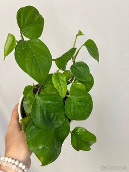 Epipremnum aureum ‘Global Green’ - 2