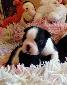 Boston,Boston Terrier,Bostonský teriér - 2