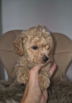 Maltipoo - 2