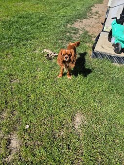 Cavalier king Charles spaniel - 2