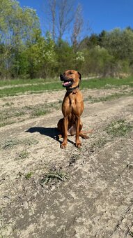 Predam rodezsky ridgeback, fenka - 2