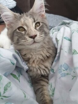 Maine coon - 2