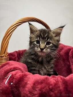 Mainská mývalia mačka / Maine Coon mačiatka - 2