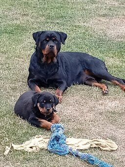 Rottweiler šteniatko - 2