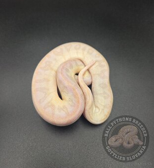❗️Nové ceny❗️Akvatera Košice - Ball Pythons- Python Regius - 2