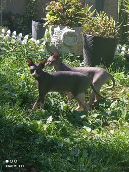 Sphynx kocúr - 2
