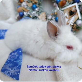 Zakrslý králik teddy gén s VP - samček biely s ruskou kresbo - 2