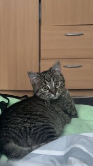 Darujem mačiatko - 2