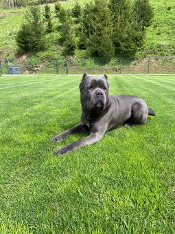 Cane corso krytie - 2