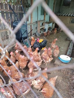 Sliepky Issabrown - 2