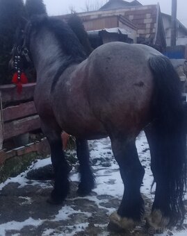 Predám-vymením ťažného žrebca - 2