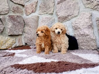 Pudel toy/pudlík - 2