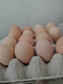 Násadová vejce hempšírky - 2