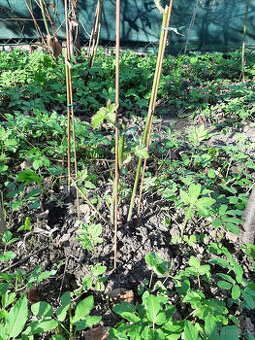slachtene beztrnove velkoplode cernice - 2
