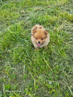Pomeranian spic - 2