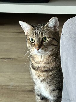 Luna Hľadá nový domov - 2