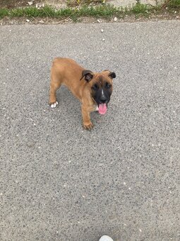 American Bully x Malinois - 2