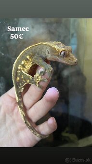 Predám ciliatov z vlastného chovu - 2