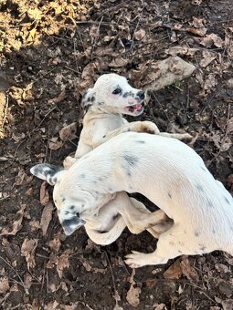 Darujem dve šteniatka - 2