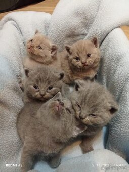 Britske maciatka - 2