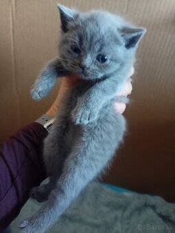 Britske maciatka - 2