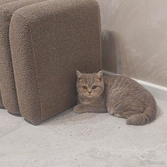 Britský kocúrik - 2