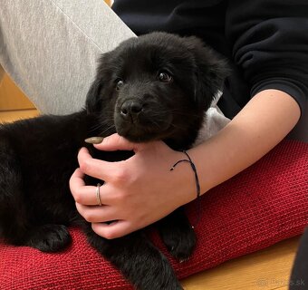 Darujem šteniatko - 2