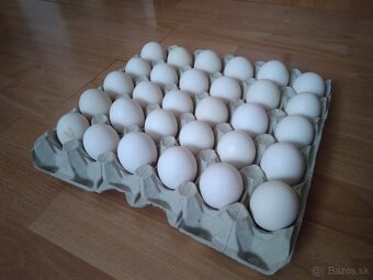 Vlaška jarabičia -leghorn brown - 2