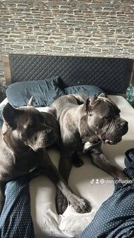 Cane Corso - 2