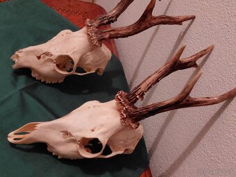 PAROZIE - 15EU KUS - 2