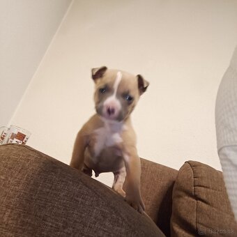 americki staford - 2