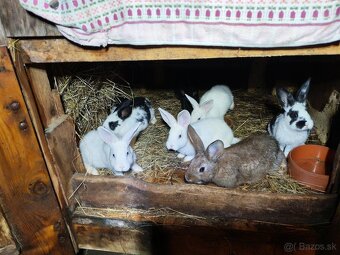 Predám králiky - 2
