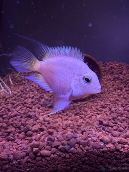 Údržba akvária - 2