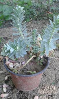 Euphorbia polychroma - 2