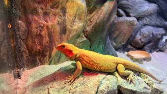 Agama bradatá - 2