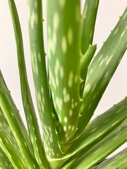 Aloe vera - 2