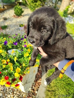 Labrador - Šteniatko psíka labradora - 2