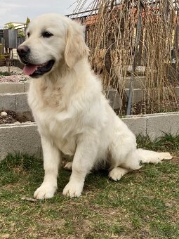 Zlatý retriever pes s PP - 2
