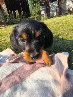 Jazvečík+mini Yorkshire kríženec - 2