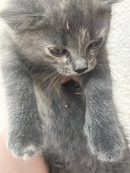 🐾 Mačiatka hľadajú milujúci domov 🐾 - 2